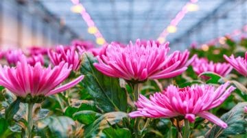 Philips led discount grow light