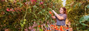GreenPower LED products  for horticulture