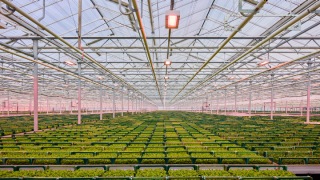floriculture