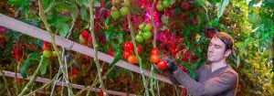 Philips GreenPower LED interlighting system