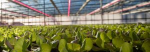 Philips GreenPower LED toplighting linear