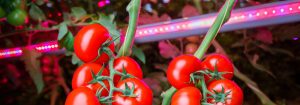 Horti Calculation Tool