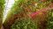 3 reasons why intercanopy lighting is effective for high-wire vegetables