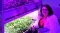 Switch on LED grow lights Celine