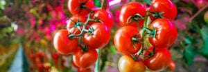 Select your location and language for Philips Horticulture LED solutions