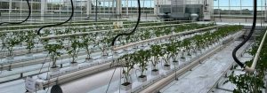 Signify and Grodan start third year of low-energy trial