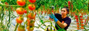 Growing Vegetables & Fruits