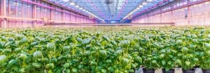 Grow herbs indoor with LED