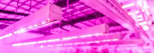Vertical farming  LED lights