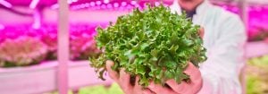 Vertical Farming