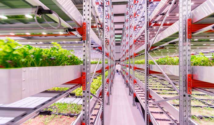 GrowUp: Lettuce & herbs