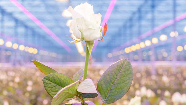 Growing roses with LED