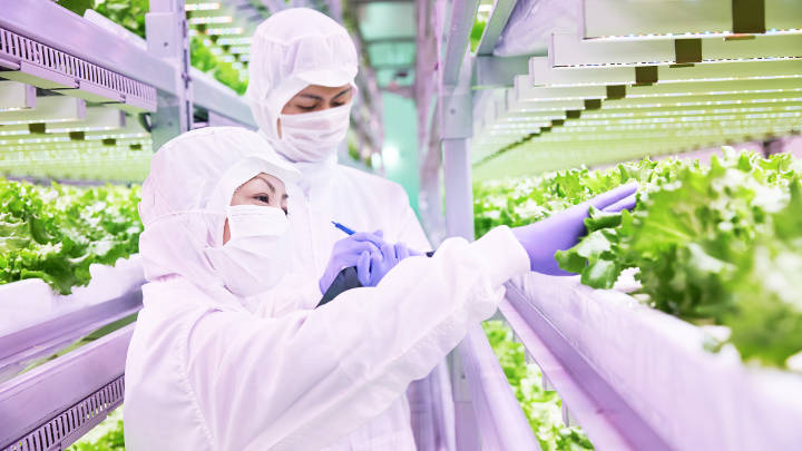 Innovatus City Farm