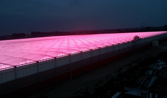 A night shift in the greenhouse for Signify