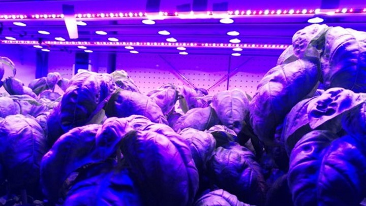 Additional blue light does not affect taste and crop quality of basil
