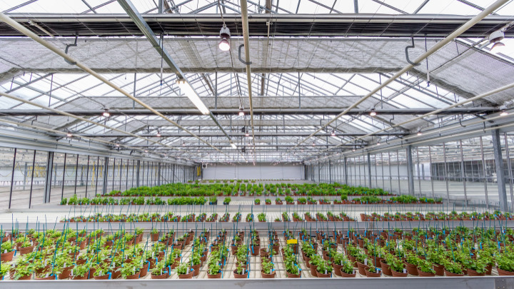 Find out what Philips LED propagation lights can do for your crops in our Floriculture brochure