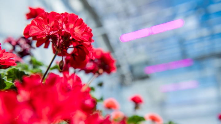 Multi-propagation at Kalamazoo Specialty Plants with LED propagation lights