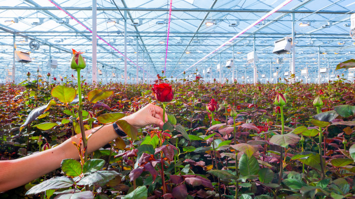 LED grow lights improve quality and yield of roses