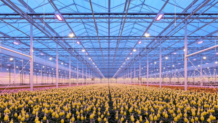 Our proven recipes for growth in floriculture