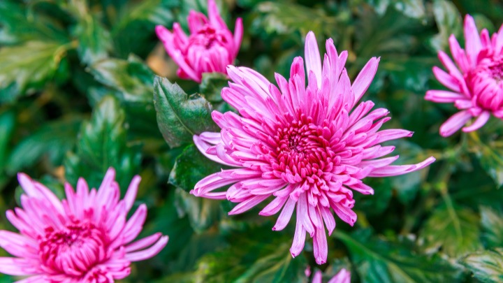 Find out what Philips LED grow lights can do for your crops in our Floriculture brochure