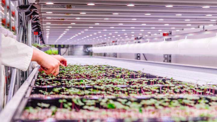 LED grow lights for herbs – for crops that stand out in their market