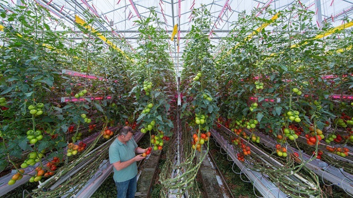 GreenPower LED toplighting are the ideal fruit and vegetable grow lights