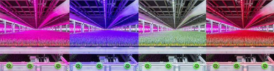 Create custom light recipes with Philips GrowWise Control System