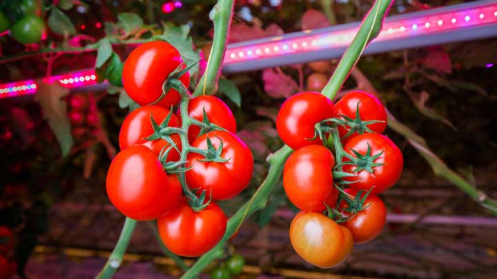 How LED lighting improves your crop