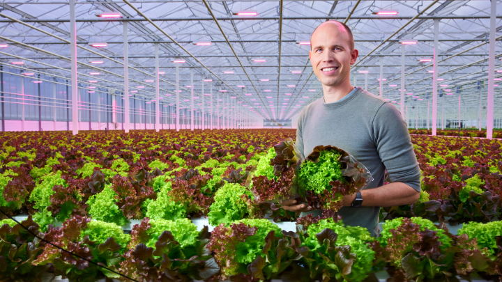 signify-belgian-lettuce-grower