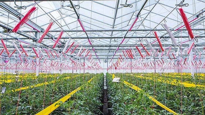 GreenPower LED toplighting are the ideal fruit and vegetable grow lights