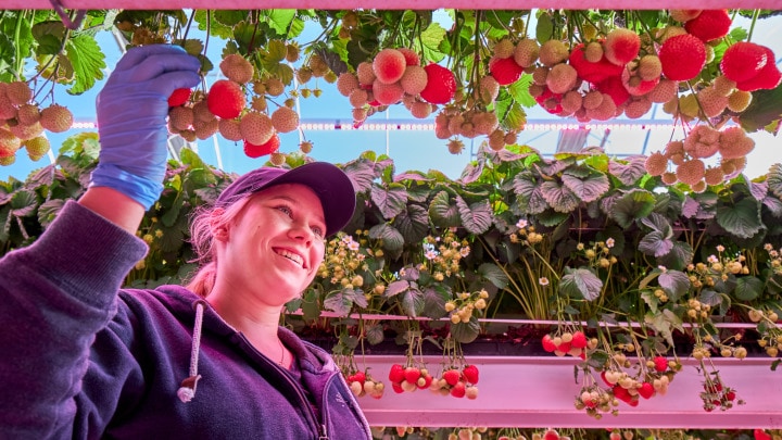 Strawberries – proven results for growing fruits indoors