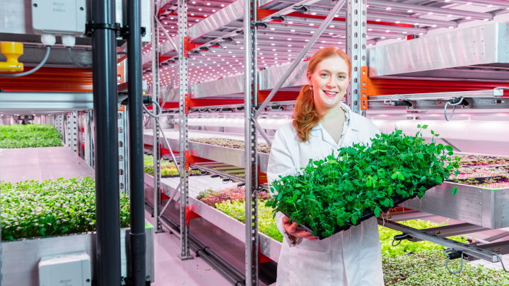 Philips LED herb grow lights increase yield and improve taste