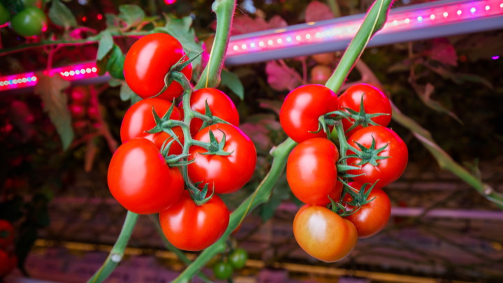 Higher yield with LED grow lights for tomatoes and cucumbers
