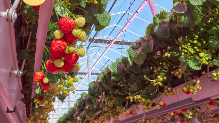 If you are growing fruits indoors, your crops will really shine with LED grow lights