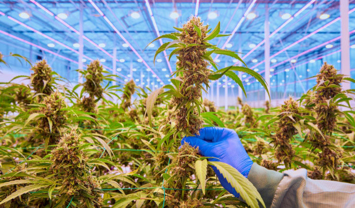 Higher, better quality yield with intercanopy lighting in medical cannabis cultivation