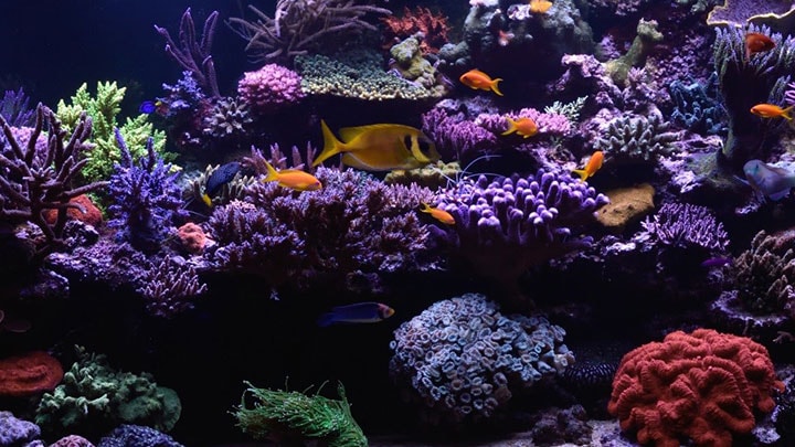 coralcare story