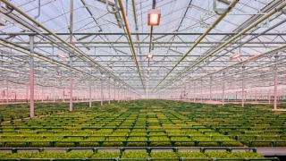 floriculture