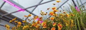 Subscribe for  Horticulture LED Solutions Newsletter