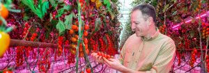 Tasty tomatoes all year round