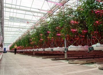 Improve consistency and increase yield