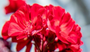 Less pinching required   and faster transplants with Philips LED toplighting