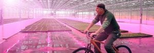Customers rave about quality of plants  grown under Philips LEDs