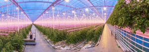 Plant the seed of Year-round growth